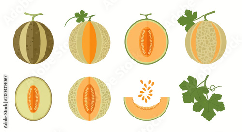 Tableau sur toile Fresh cantaloupe and honeydew melon illustrations