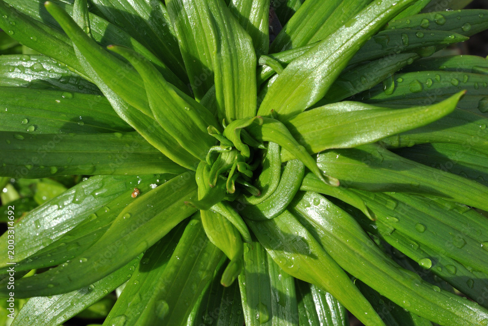Fototapeta premium Close Up of Green Leaves with Water Droplets after Rain 
