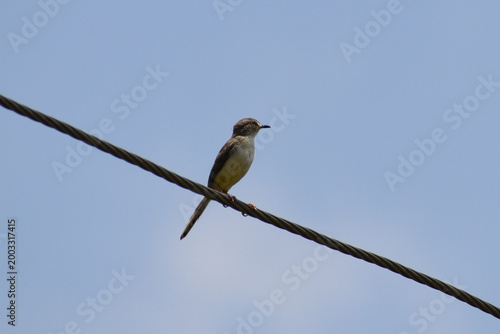 blue tit on branch