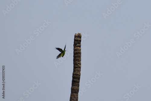 dragonfly on a branch
