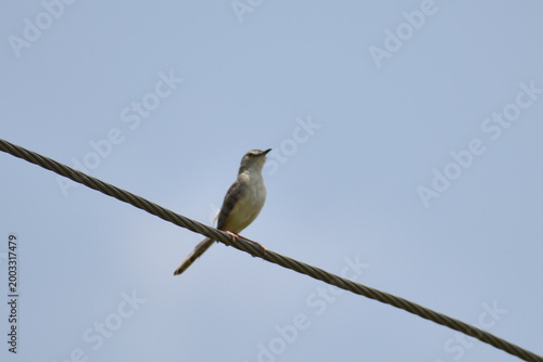 bird on a branch