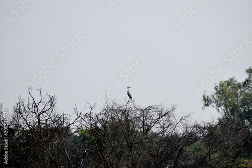birds in flight