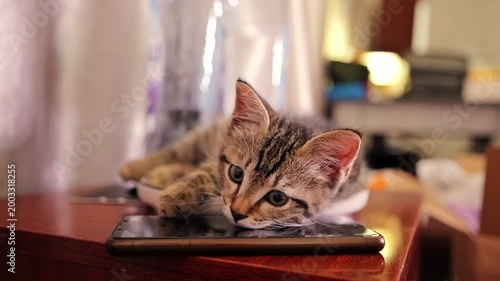 Tabby kitten laying on broken smartphone