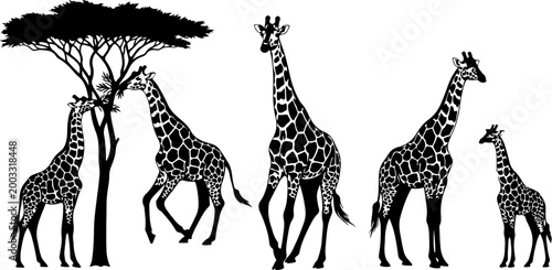  Giraffe Silhouette Bundle – African Wildlife and Safari Animal Vector Set with Acacia Tree
