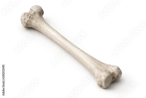 Realistic human femur bone with detailed texture and anatomical structure isolated on white background