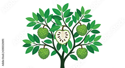 Soursop tree with fruit and cross section vibrant illustration