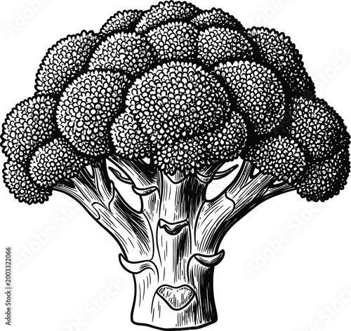 Vintage illustration of a broccoli head detailed botanical drawing