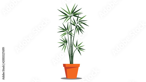 Indoor lady palm plant in a terracotta pot for home or office decoration isolated on a clean white background for interior design.