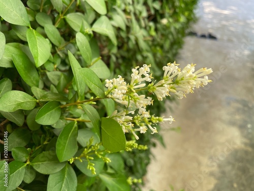 Photography Ligustrum vulgare (Common Privet) green plant and white flower