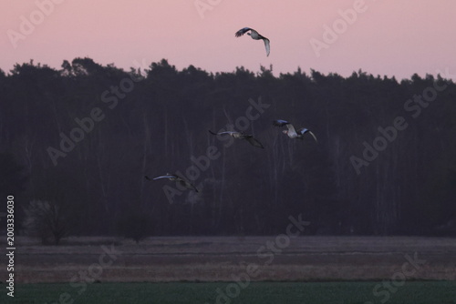 Photos great bustard