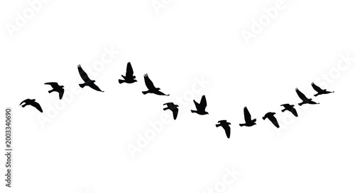 flock of birds silhouette against white background