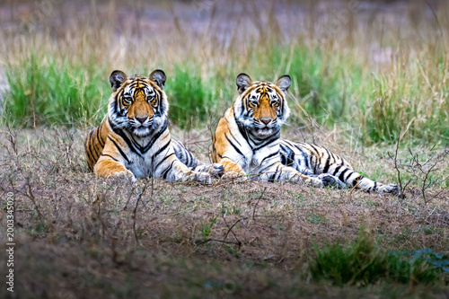 Bilde på lerret bengal tiger in the green grass