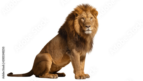 Foto Isolated majestic adult male lion with powerful golden mane, sitting calmly and