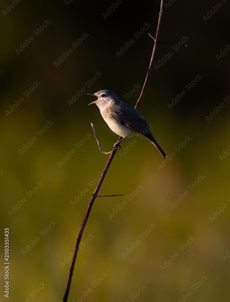Fototapeta premium warbler singing in morning sun