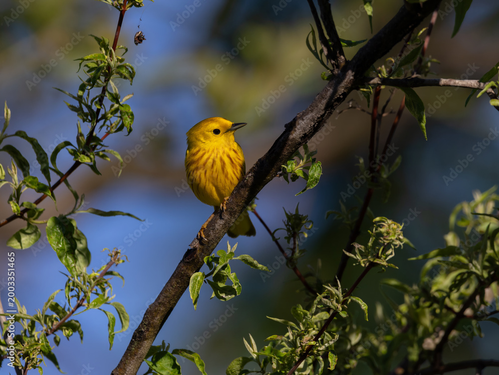 Fototapeta premium yellow warbler