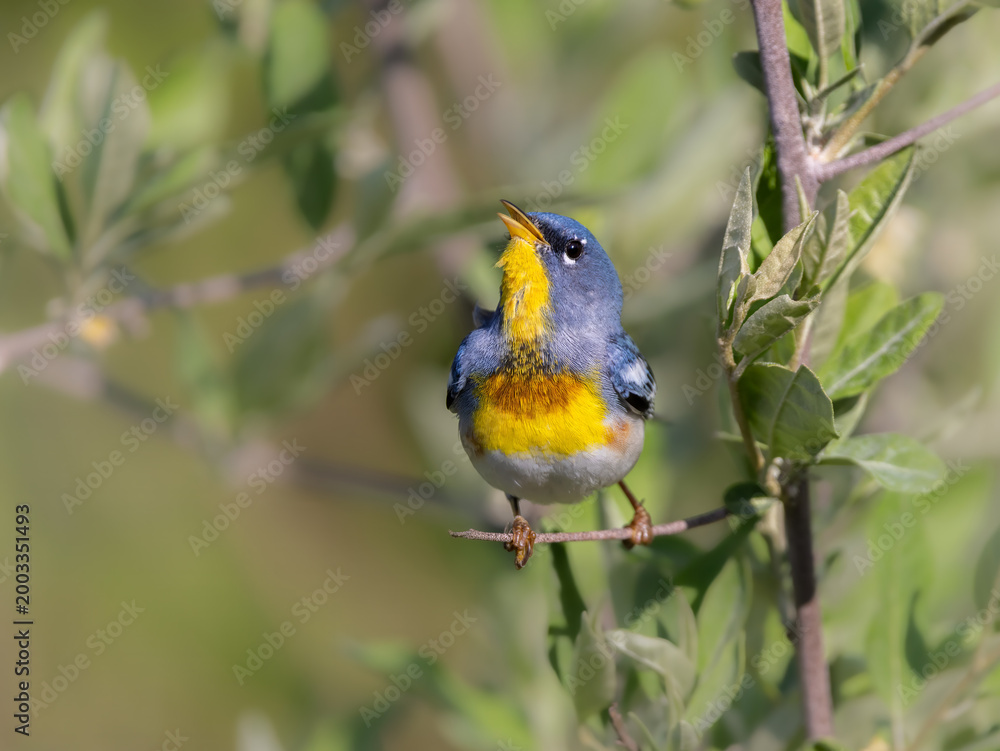 Fototapeta premium parula warbler singing