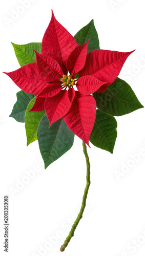Quadro em tela Isolated Poinsettia plant with vibrant red bracts and green leaves on a stem, festive holiday decoration