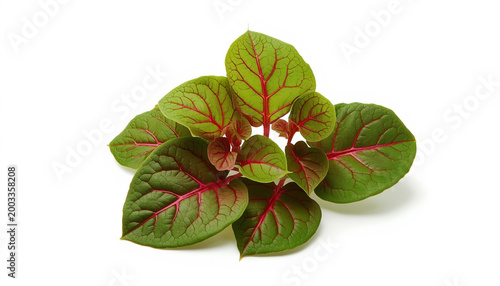 Fresh green leaves with red veins isolated on white background