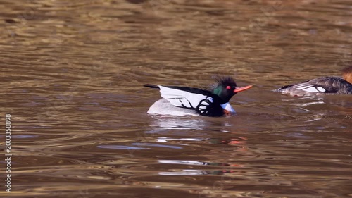 Male merganser ducks displaying mating dance to impress female.