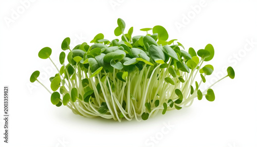 Fresh green microgreens isolated on white background healthy food concept
