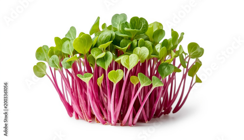   
Fresh radish microgreens with pink stems isolated on white background