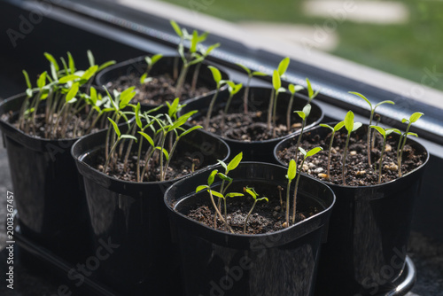 Schilderij op canvas Young tomato seedlings on a windowsill, selective focus
