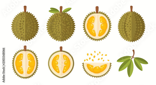 Durian fruit freshly cut tropical illustration