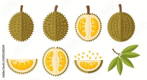 Fotografie Durian fruit vector illustration set