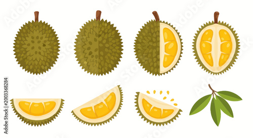Durian fruit whole cut and sliced illustrations