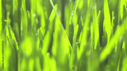 Vibrant green grass blades covered in dew drops. Sunlight glints softly through the foliage. Close-up shot with shallow depth of field. Natural, fresh morning atmosphere