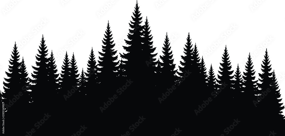 Obraz premium Black silhouette of a dense pine forest with tall conifer trees standing together in a row