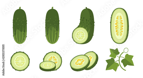 Fresh cucumber illustration on white background