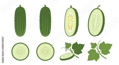 Fresh cucumber illustrations on white background