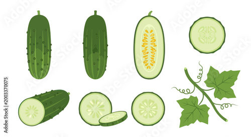 Fresh cucumber slices and whole vegetable
