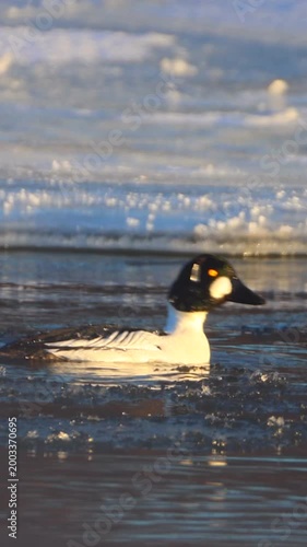 Goldeneye duck trying to de-ice his head in very cold weather. Ice chunks are dangling from his head feathers, really bothering him.