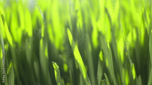 Vibrant green grass blades sway gently in soft breeze. Sunlight filters through blades, casting bright highlights. Fresh, dewy grass appears lush and full of life. Natural movement adds serene