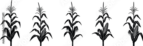 Corn plant vector illustration detailed botanical graphics for design projects