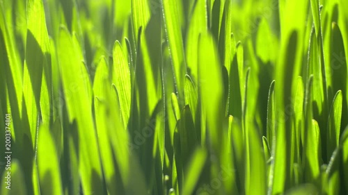 Close-up of vibrant green grass blades. Sunlight highlights fresh, dewy blades. Soft focus emphasizes natural textures. Gentle breeze moves blades slightly. Lush greenery evokes calm