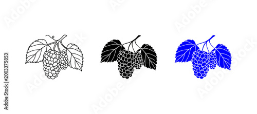 mulberry