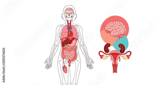 Medical diagram of the female human body showing internal organs with magnified views of the brain, kidneys, and reproductive system.