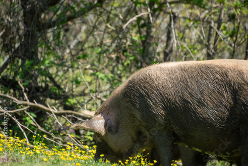 wild boar in the woods