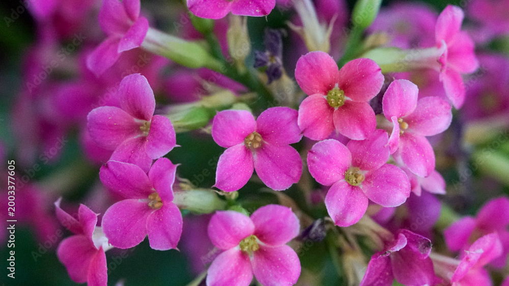 Obraz premium Close-up of cluster of small Kalanchoe blossfeldiana pink flowers with five petals and yellow-green centers on green stems