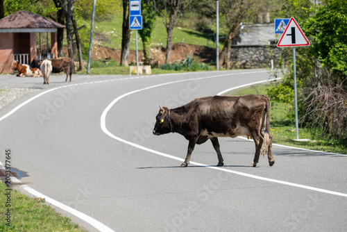 Cow crossing a winding rural road in a green countryside village, with road signs and cattle in the background, showing livestock and traffic safety.