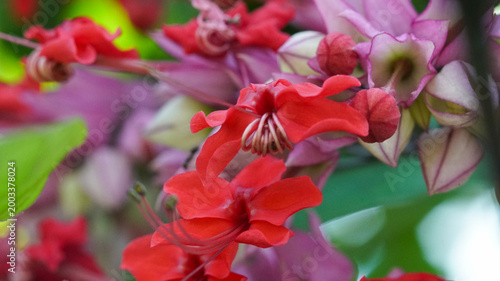 Photography Cluster of vibrant red Clerodendrum splendens (Flaming Glorybower) flowers bloom
