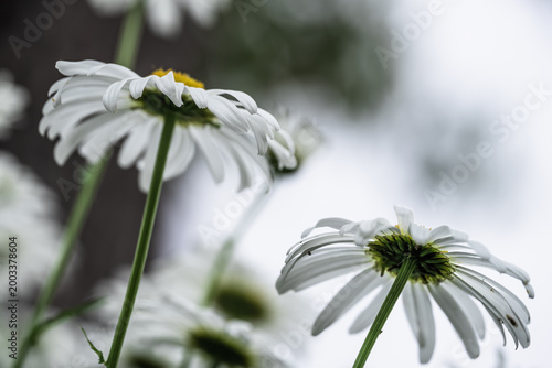 Foto Close-up of the large-borne chrysanthemum flower head