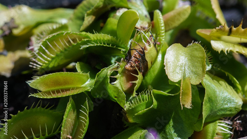 Macro shot of a Venus flytrap (Dionaea muscipula) carnivorous plant with open traps ready to catch insects in a garden.