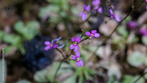 Macro shot of small purple Stylidium (Trigger plant) flowers blooming on slender stems in a natural garden setting.