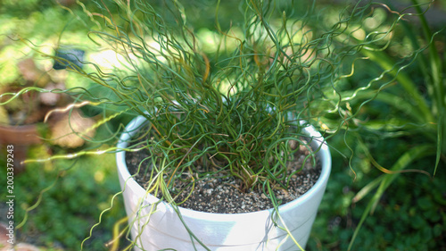Unique spiral-shaped leaves of a Corkscrew Rush (Juncus effusus 'Spiralis') plant growing in a white ceramic pot in a garden.