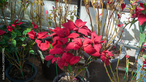 Vibrant red Poinsettia (Euphorbia pulcherrima) plants growing in pots in a greenhouse or nursery setting.
