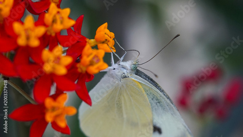 Cabbage white butterfly (Pieris rapae) feeding on nectar from bright red and orange milkweed flowers (Asclepias curassavica) in a garden.